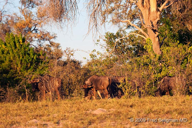 20090617_172222 D3 (1) X1.jpg - Wildebeast in Selinda Spillway, Botswana